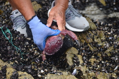 Platyxanthus orbignyi