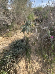 Echium angustifolium