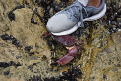 Platyxanthus orbignyi