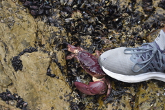 Platyxanthus orbignyi