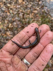 Plethodon ventralis