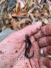 Plethodon ventralis