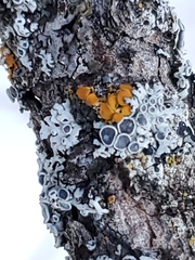 Rhizoplaca chrysoleuca