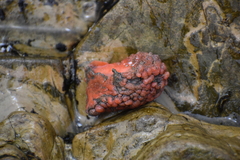 Pyura chilensis