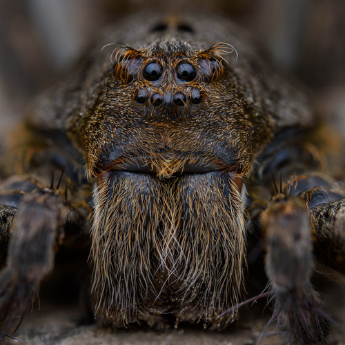 Banded Fishing Spider