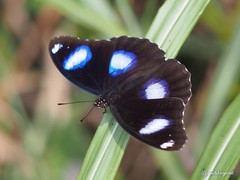 Great Eggfly - Photo (c) wklegend, some rights reserved (CC BY-NC), uploaded by wklegend