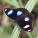 Great Eggfly - Photo (c) wklegend, some rights reserved (CC BY-NC), uploaded by wklegend