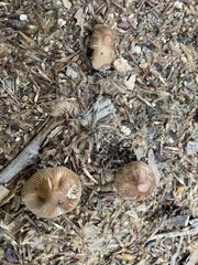 Coprinellus micaceus