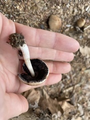 Coprinellus micaceus