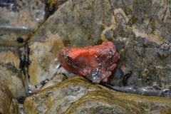 Pyura chilensis