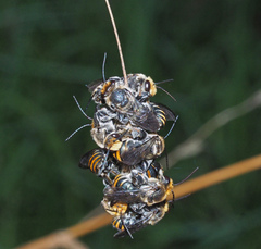 Lipotriches australica