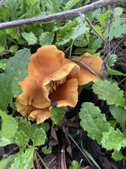 Omphalotus olivascens