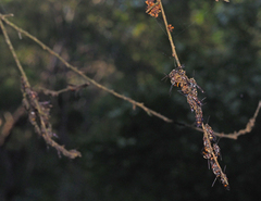 Lasioglossum peraustrale
