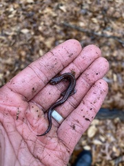 Plethodon ventralis