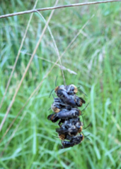 Lipotriches australica