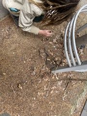 Coprinellus micaceus