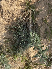 Echium angustifolium