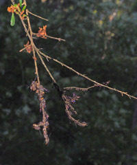 Lasioglossum peraustrale