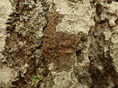 Protoparmelia ochrococca