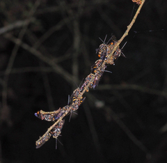 Lasioglossum peraustrale