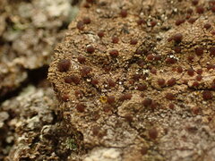 Protoparmelia ochrococca