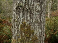 Protoparmelia ochrococca