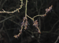 Lasioglossum peraustrale