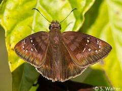 Ephyriades brunnea