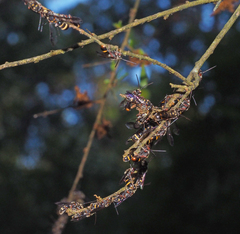 Lasioglossum peraustrale