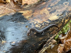 Plethodon ventralis