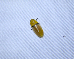 Monecphora cingulata