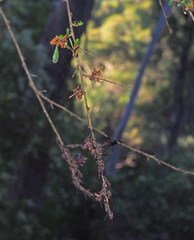 Lasioglossum peraustrale