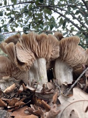 Entoloma ferruginans