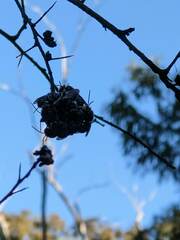 Lipotriches australica