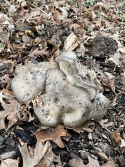 Entoloma ferruginans