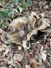 Entoloma ferruginans