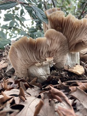 Entoloma ferruginans