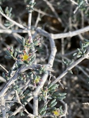Gymnocarpos decander