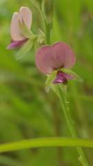 Angiospermae