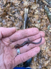 Plethodon ventralis
