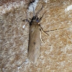 Virbia aurantiaca