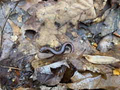 Plethodon ventralis