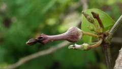 Ceropegia bulbosa