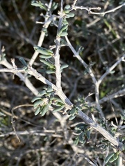 Gymnocarpos decander