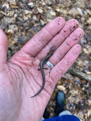 Plethodon ventralis