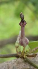 Ceropegia bulbosa