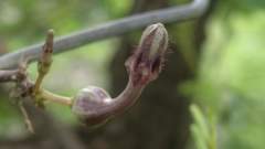 Ceropegia bulbosa