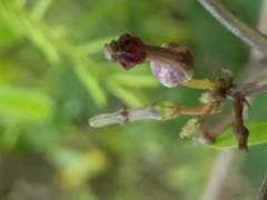 Ceropegia bulbosa