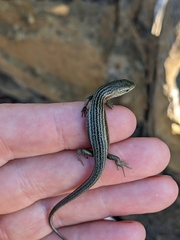 Pseudemoia entrecasteauxii