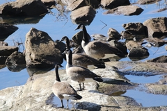 Branta canadensis